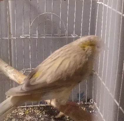 قناری نر فول مست معاوضه|پرنده|کوه چنار, |دیوار