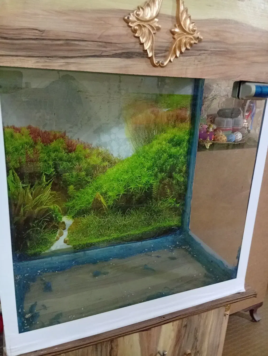 آکواریوم|ماهی|تهران, هفده شهریور|دیوار