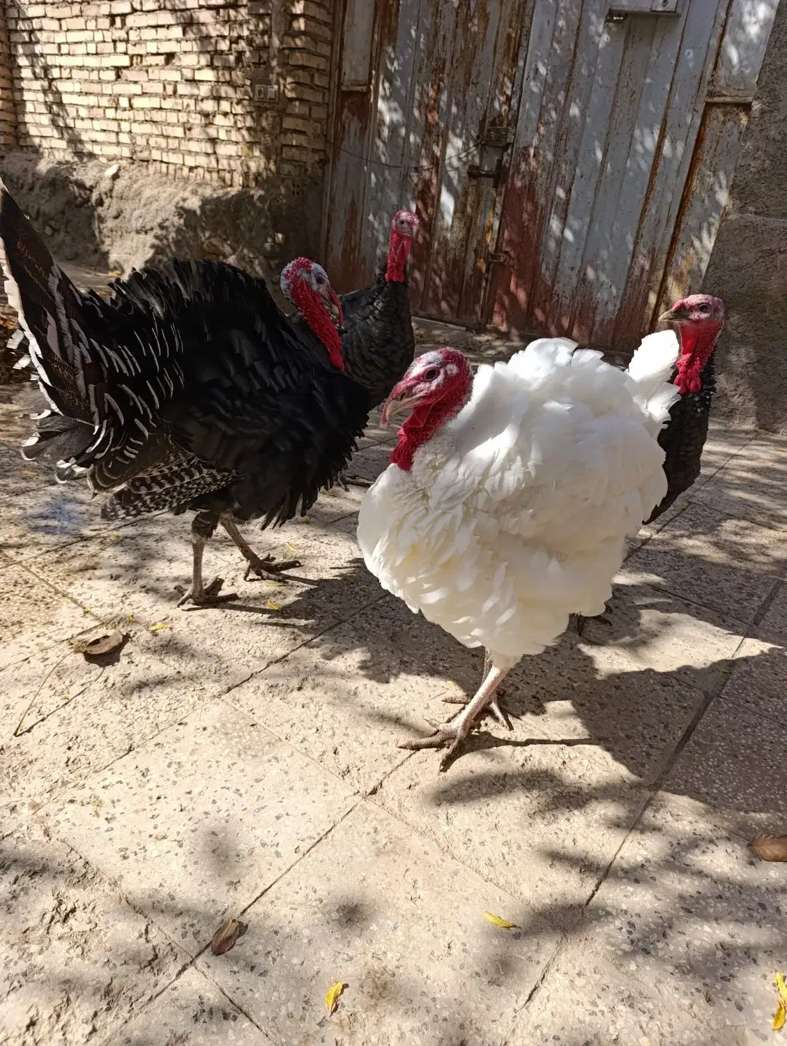 بوقلمون|حیوانات مزرعه|نیشابور, مازول|دیوار