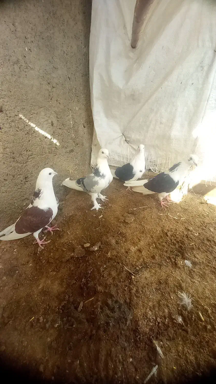 کفتر|پرنده|نهاوند, |دیوار