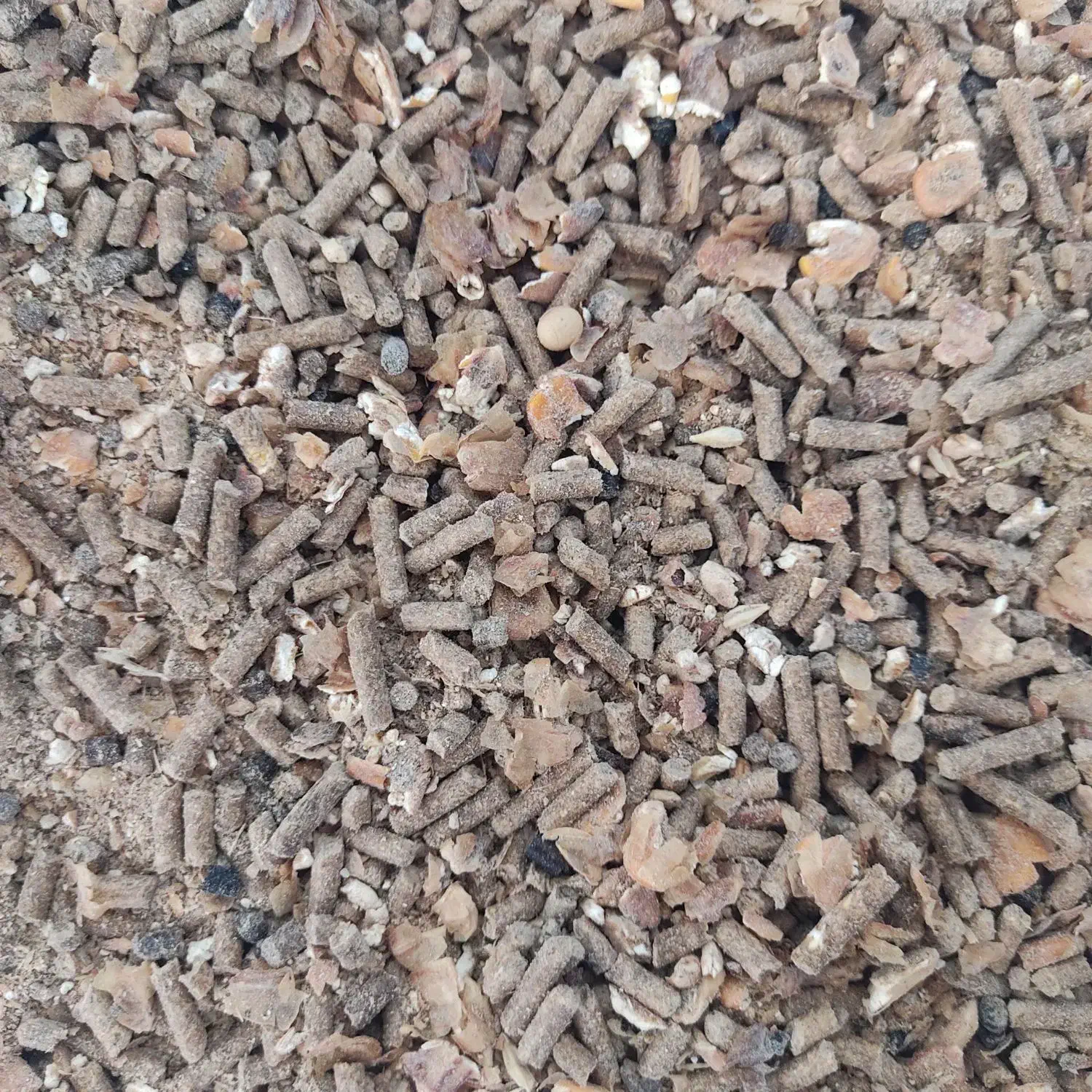 خوراک دام پرواری و آجیلی|لوازم جانبی حیوانات|فردوس (خراسان), |دیوار