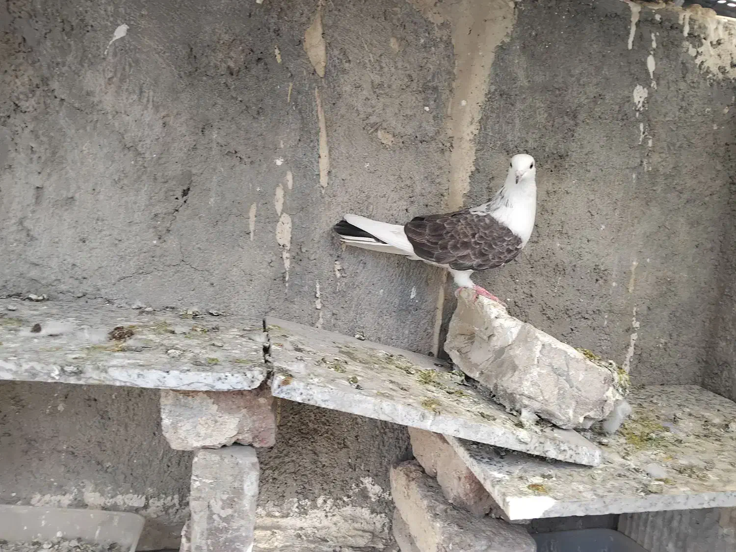 کفتر نروماده|پرنده|اسلامشهر, شهرک مهدیه|دیوار