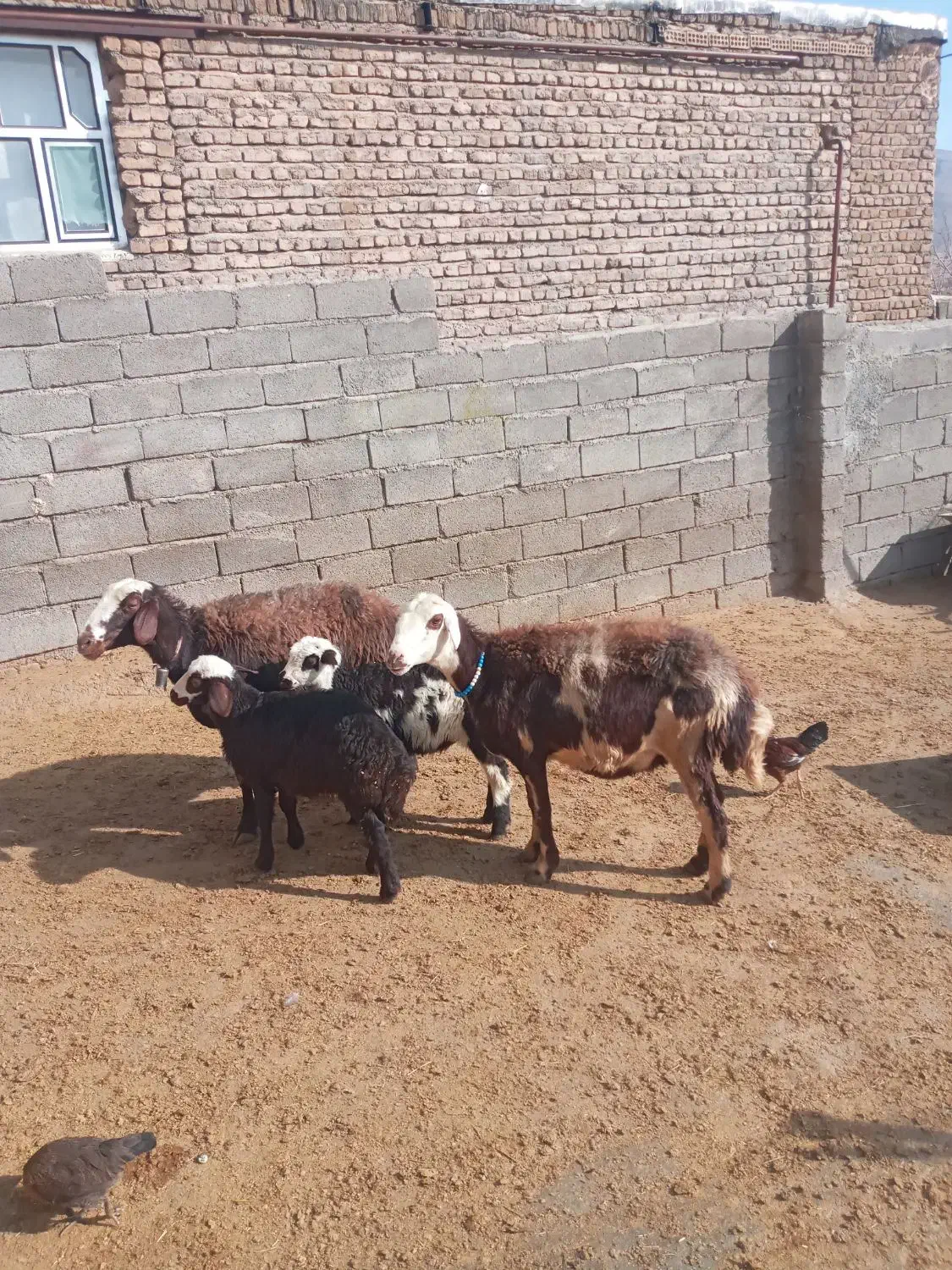 میش وبره پلنگی|حیوانات مزرعه|الشتر, |دیوار