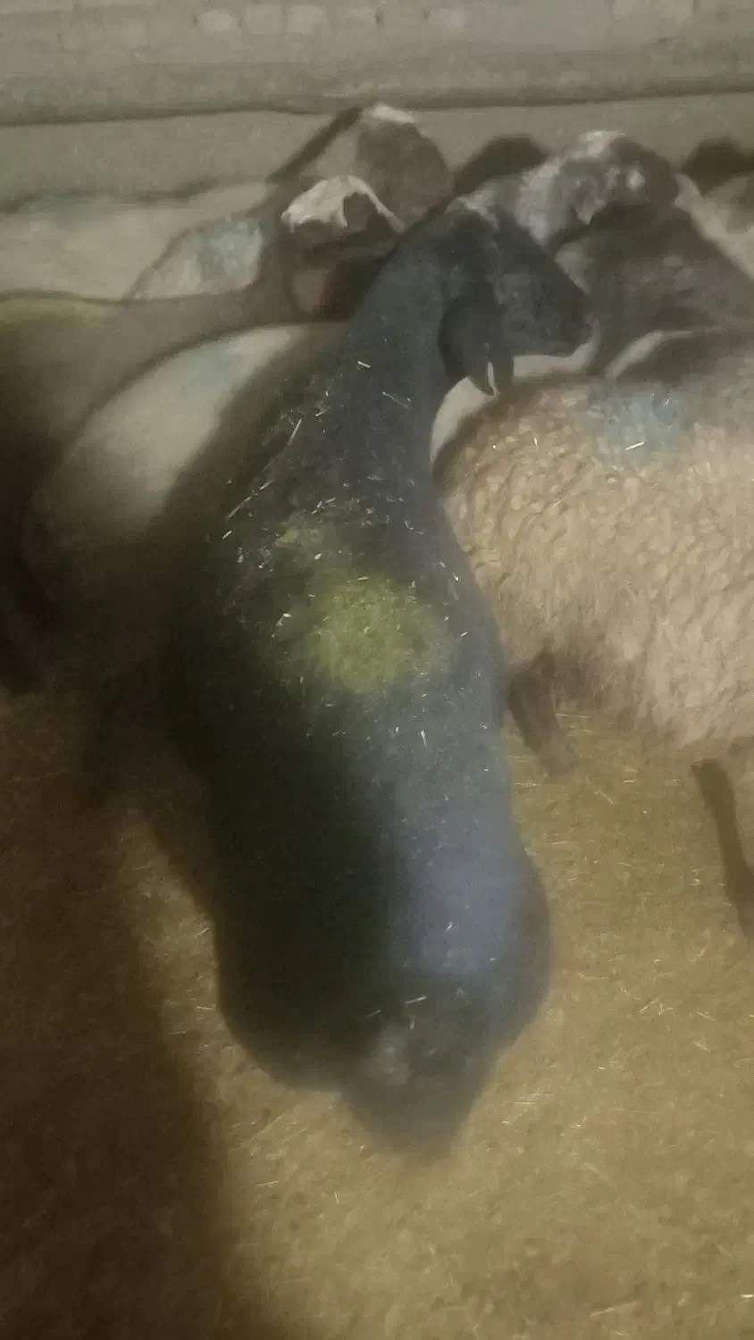 گوسفند|حیوانات مزرعه|گل تپه, |دیوار