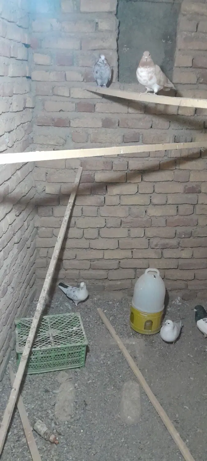 کفتر|پرنده|شبستر, |دیوار
