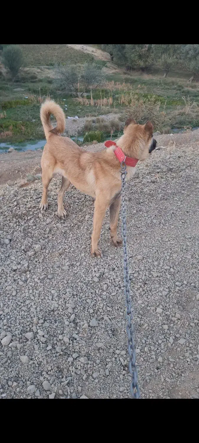 گمشده|سگ|موچش, |دیوار