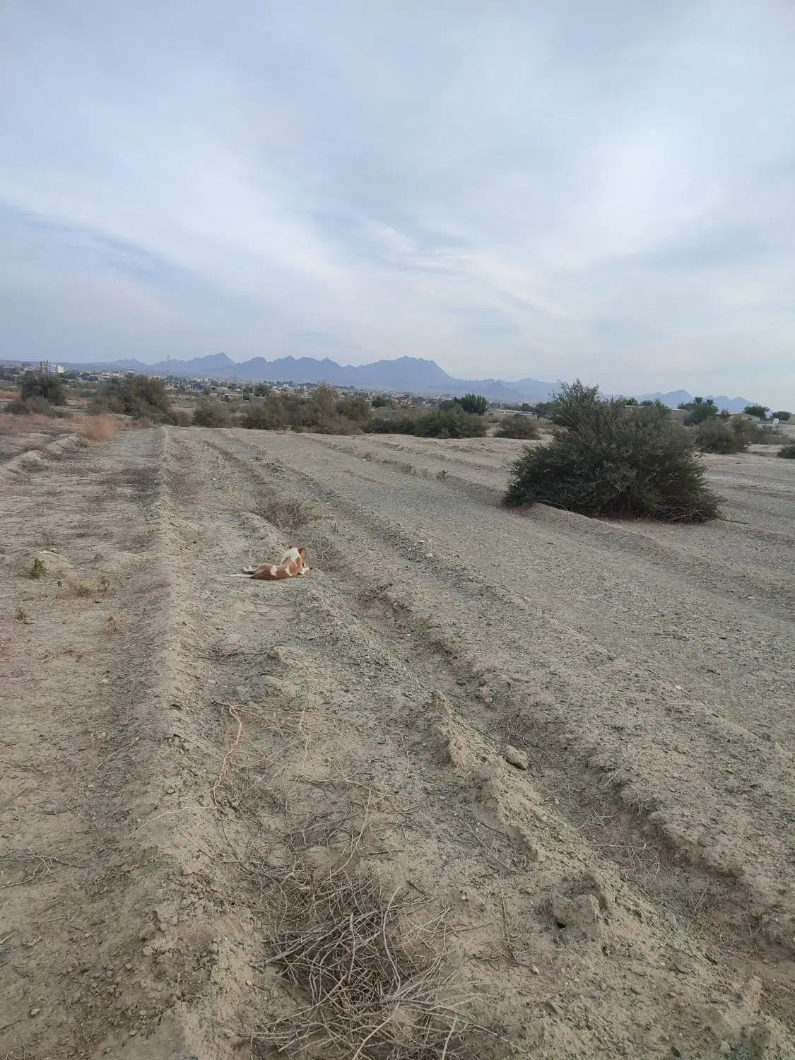 چاه کشاورزی برای اجاره کاشت گوجه پیاز یونجه و .‌‌|اجارهٔ دفتر صنعتی، کشاورزی، تجاری|کهنوج, |دیوار