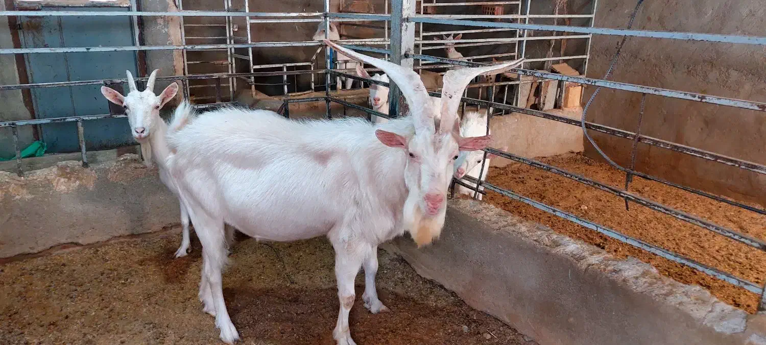 فروش نربز سانن|حیوانات مزرعه|خواف, |دیوار