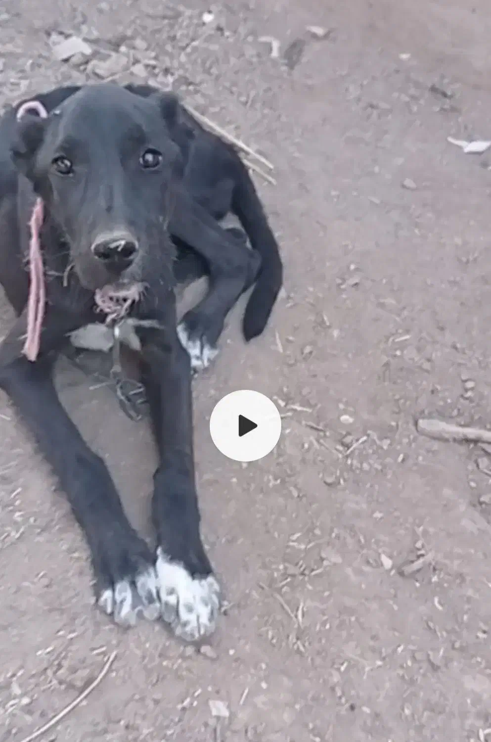 توله دوبرمن سراب|سگ|مشهد, حجت|دیوار