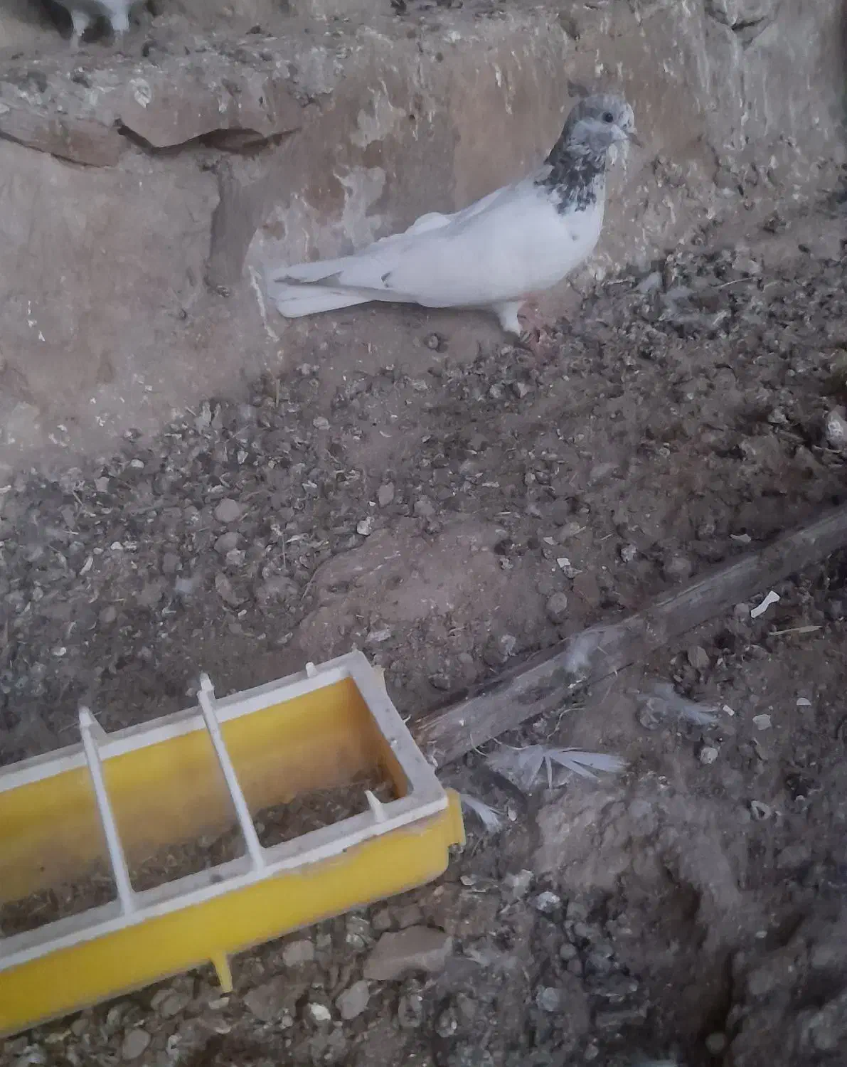 یک عدد کله ای|پرنده|بندرعباس, |دیوار