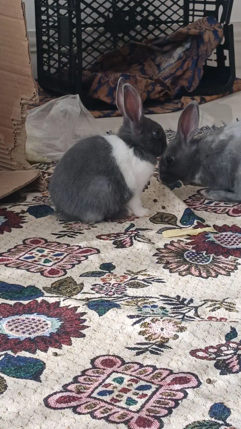 بچه خرگوش بغلی وآروم|موش و خرگوش|بانه, |دیوار