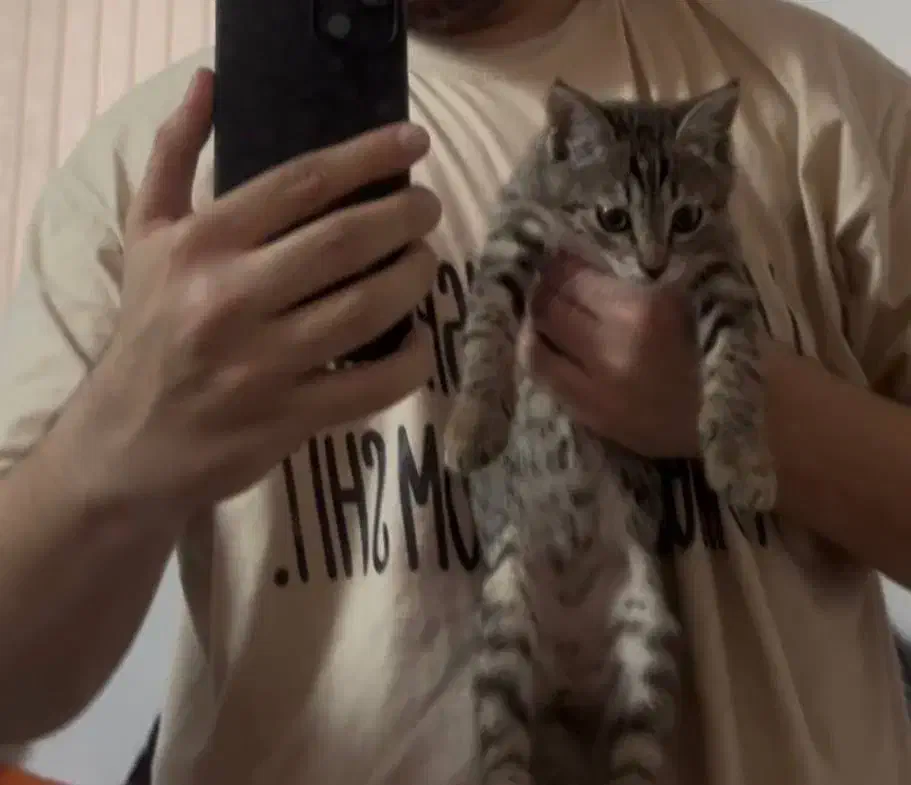 واگذاری رایگان گربه|گربه|لنگرود, |دیوار