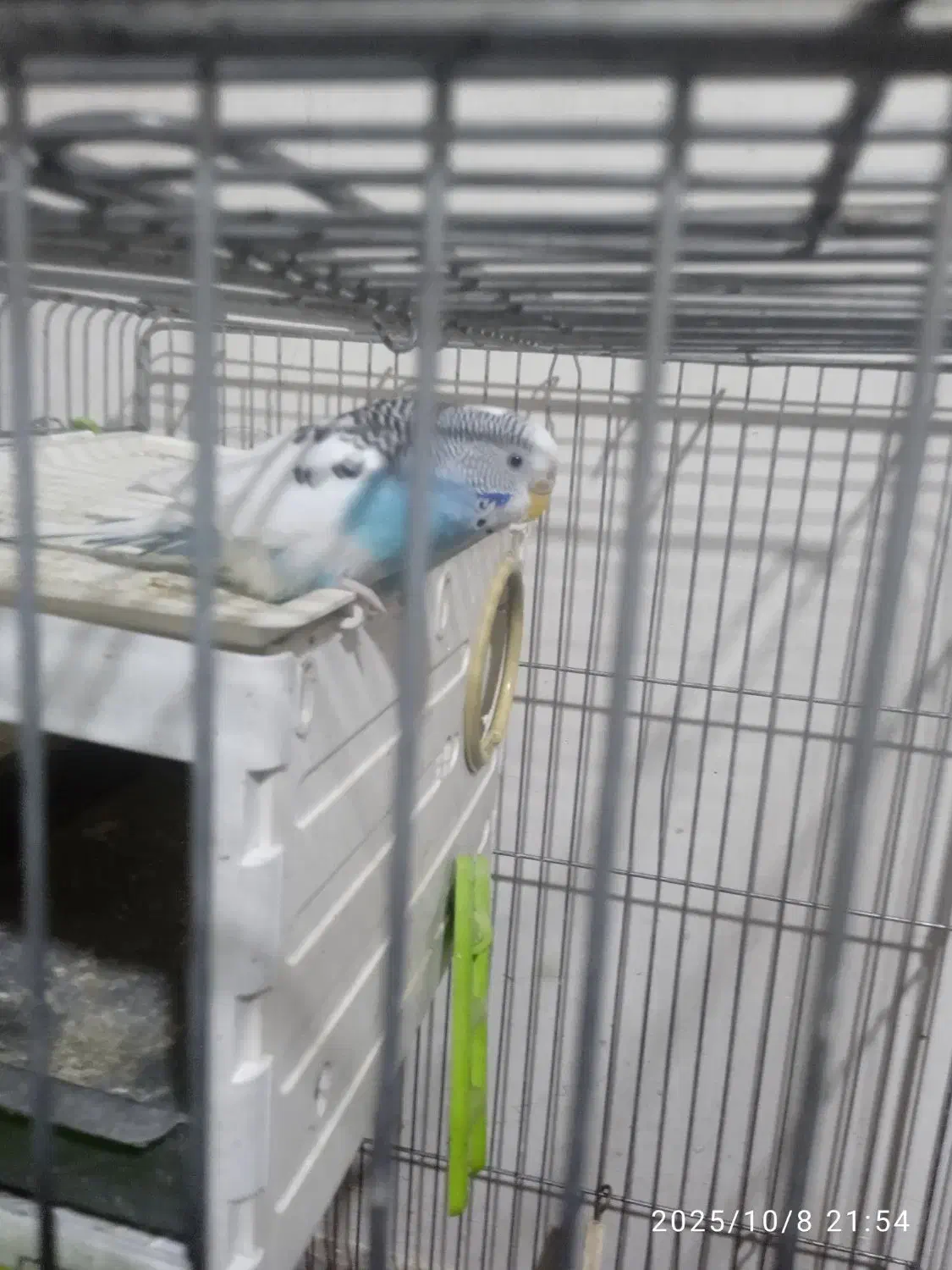 فروش عروس هلندی|پرنده|ری, حمزهآباد|دیوار