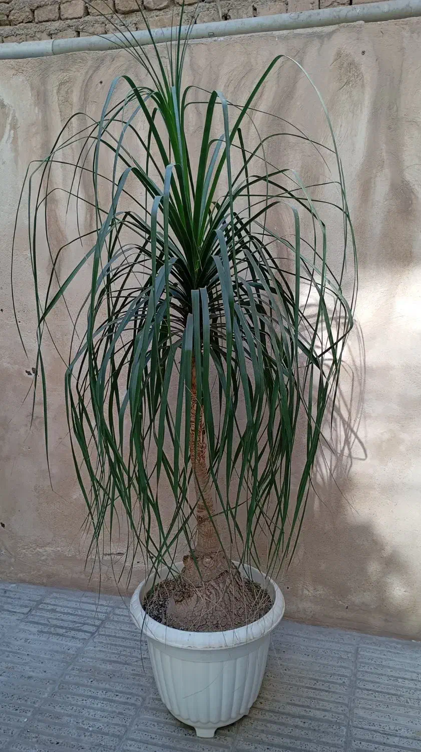 گل طبیعی|گل و گیاه طبیعی|پاکدشت, پاکدشت (مامازند)|دیوار