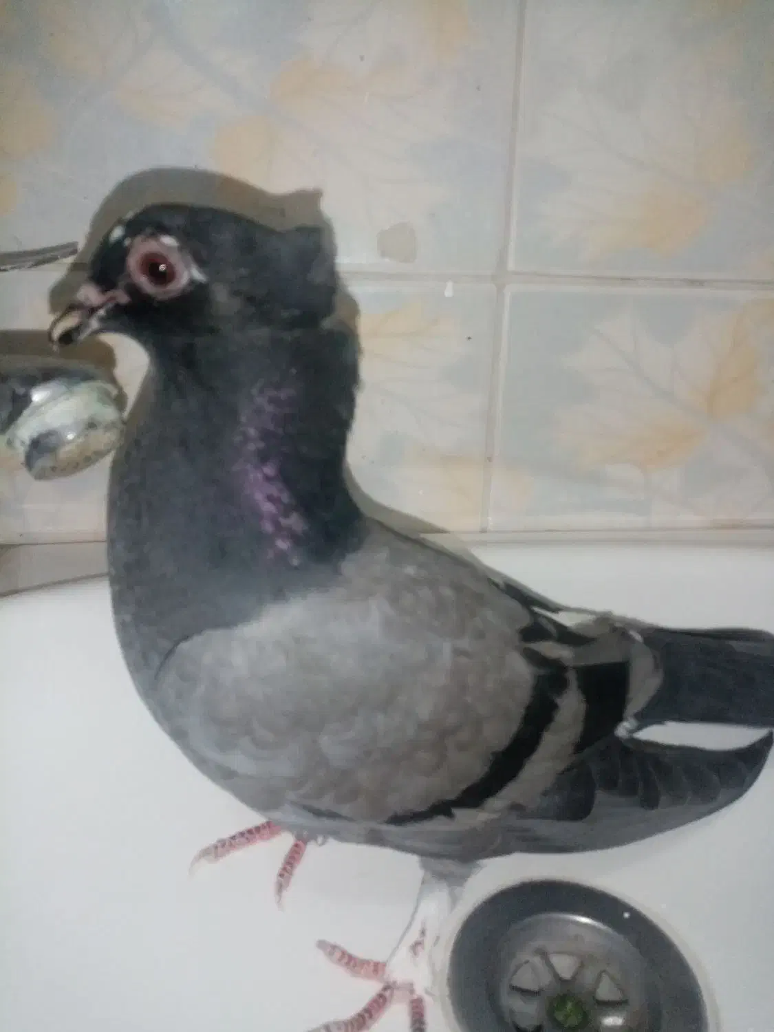 کفتر پرشی جوجه جیر دونه 60|پرنده|قم, باغ شازده|دیوار