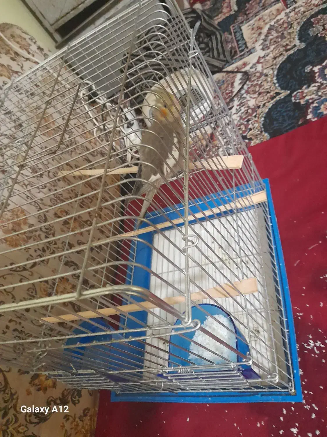 عروس هلندی مرواریدی|پرنده|بندر ماهشهر, |دیوار