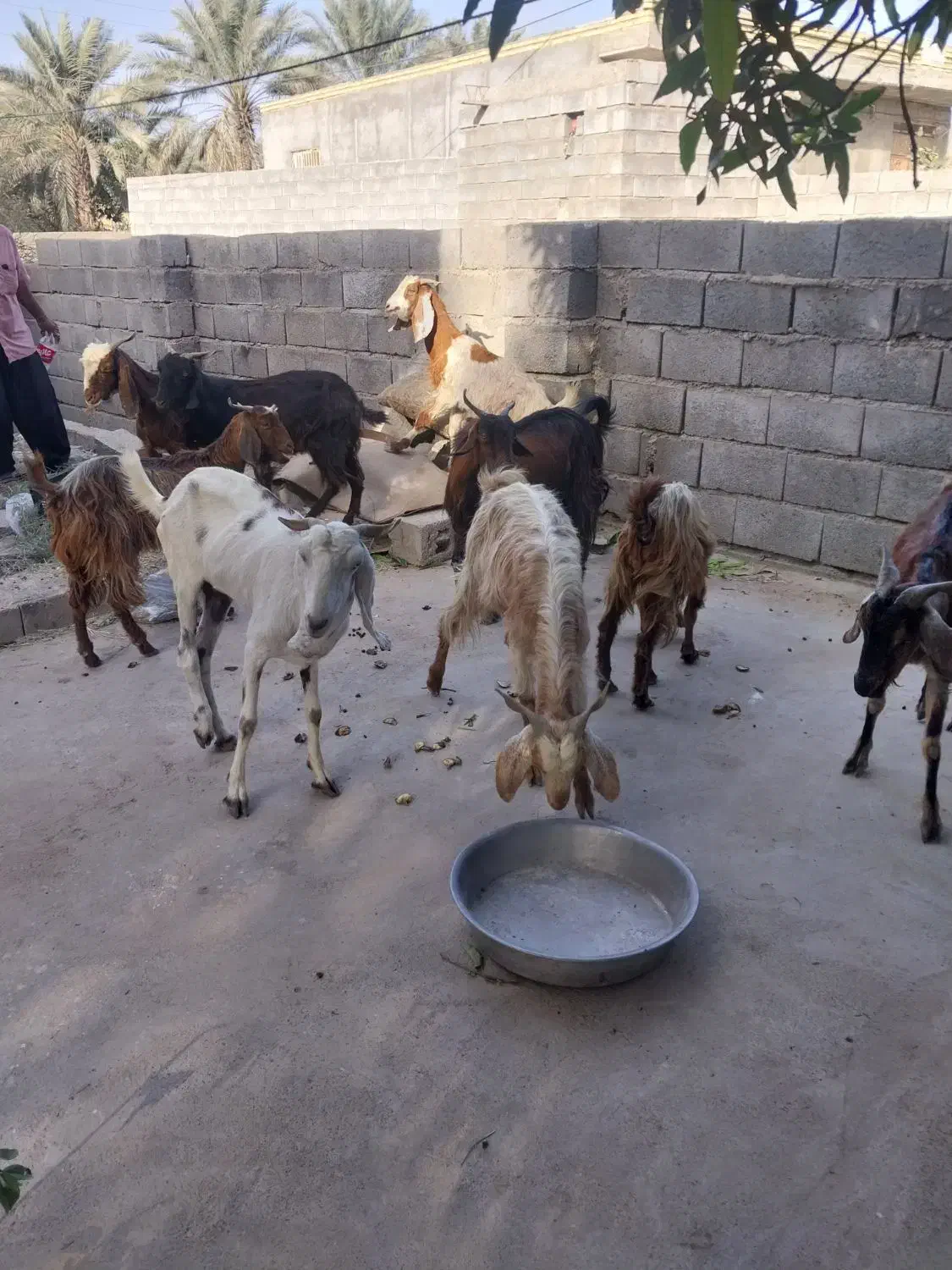 کهره فروشی|حیوانات مزرعه|میناب, |دیوار