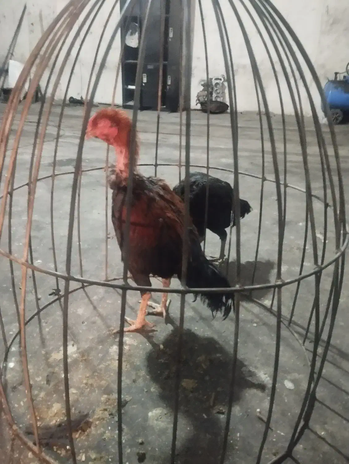 جوجه لاری|حیوانات مزرعه|ورامین, خیر آباد|دیوار