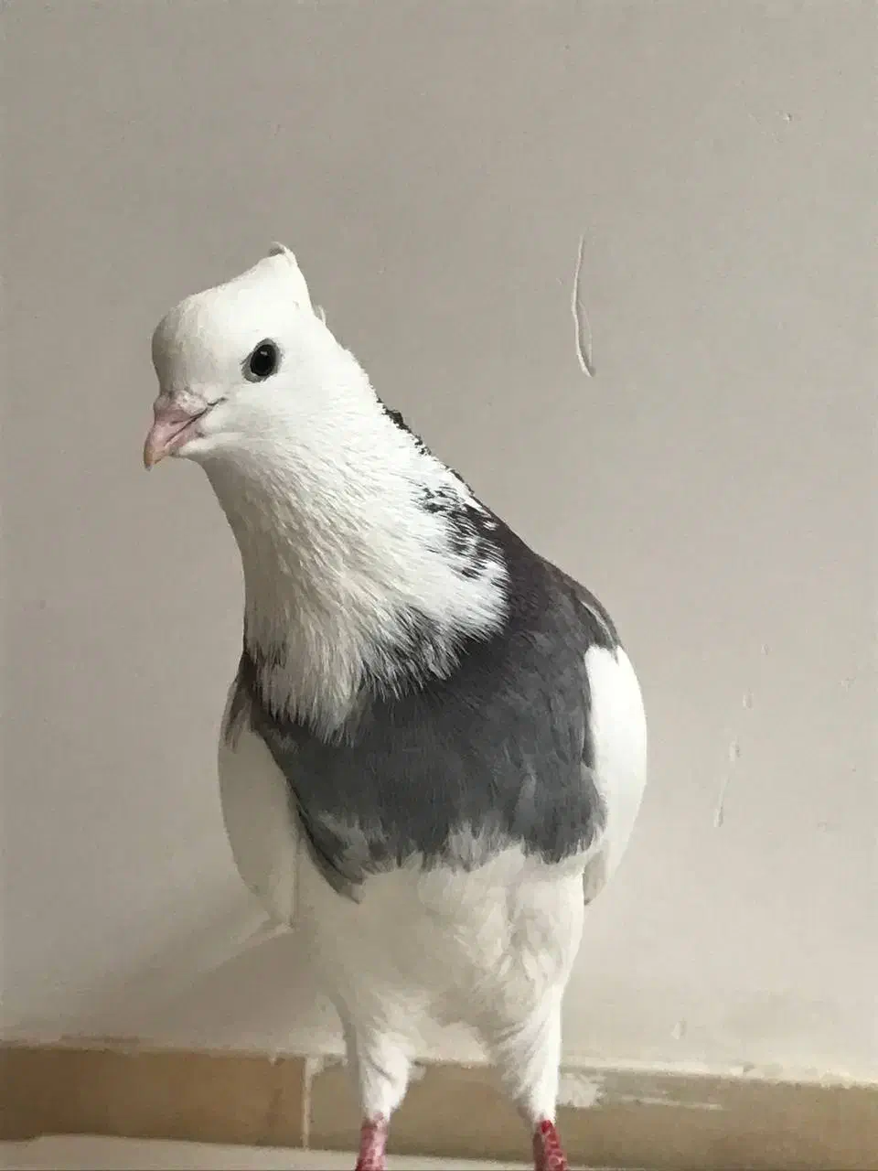 طوقی سرور|پرنده|اردکان, |دیوار