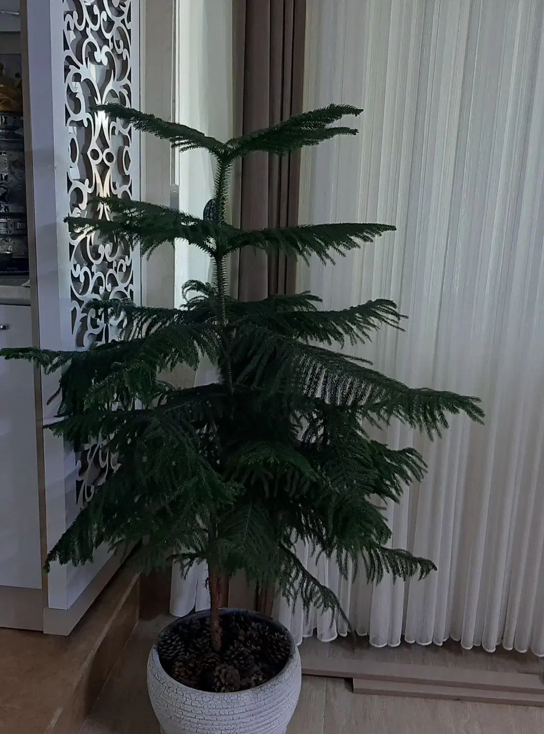 ۴۰۰۰۰۰۰تومان|گل و گیاه طبیعی|مرند, |دیوار