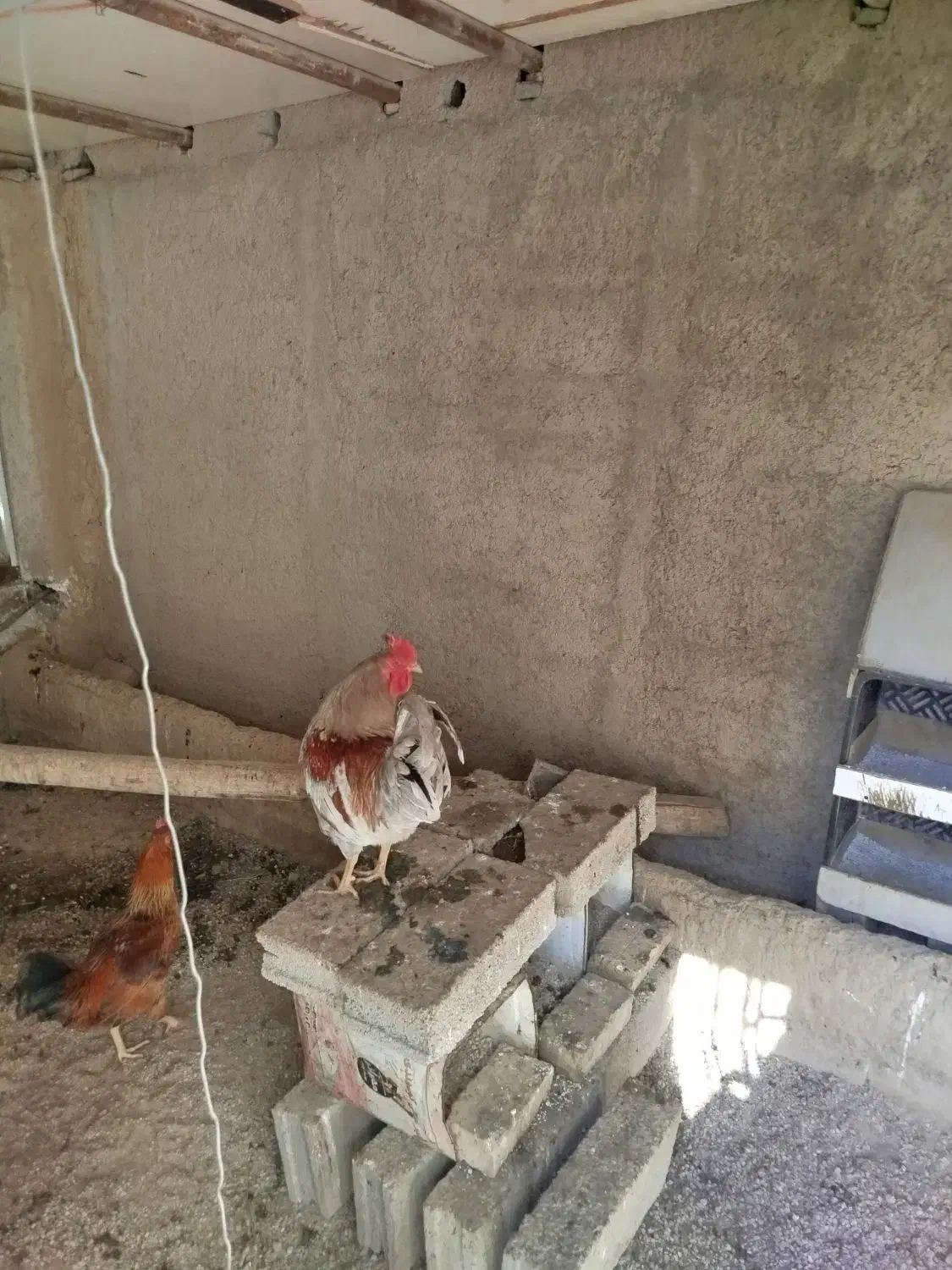 خروس محلی|حیوانات مزرعه|هشتگرد, تهران دشت|دیوار