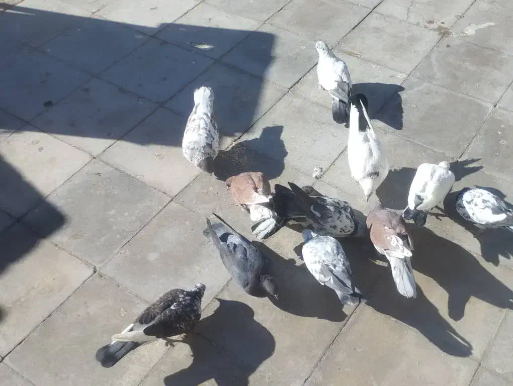 کبوتر|پرنده|گلستان (کرمان), |دیوار