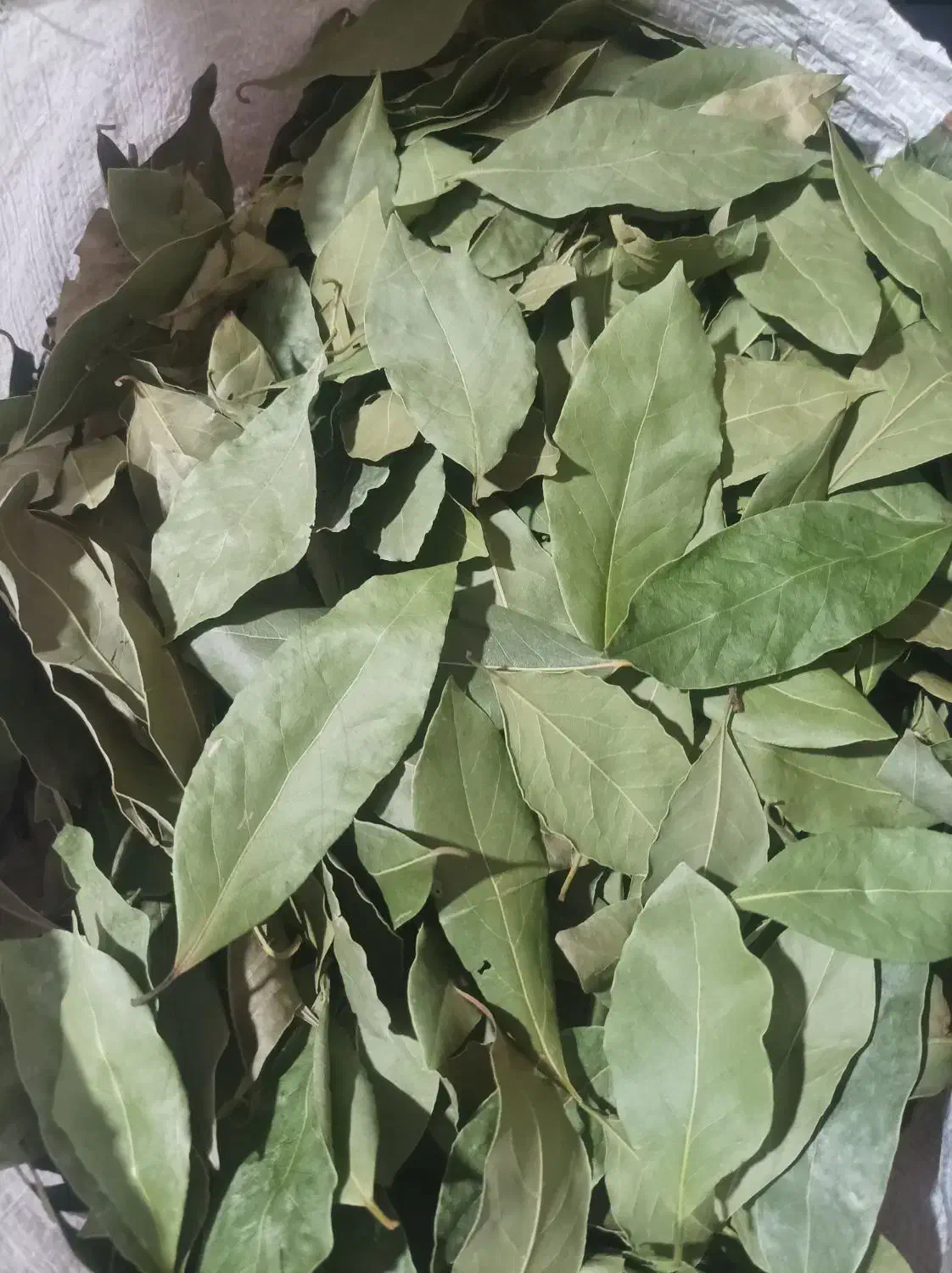 فروش برگ بو|خوردنی و آشامیدنی|شاهینشهر, نبوت|دیوار