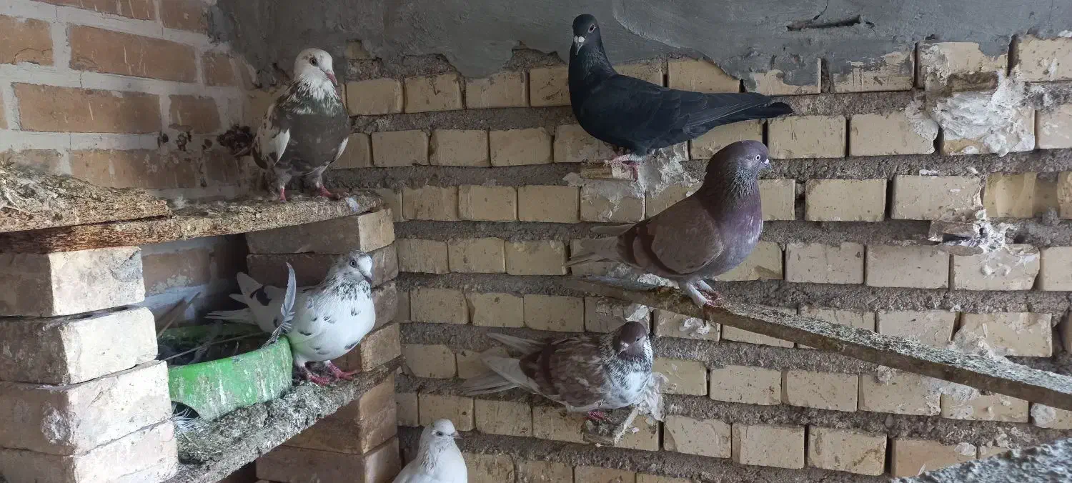 کبوتر|پرنده|گتوند, |دیوار