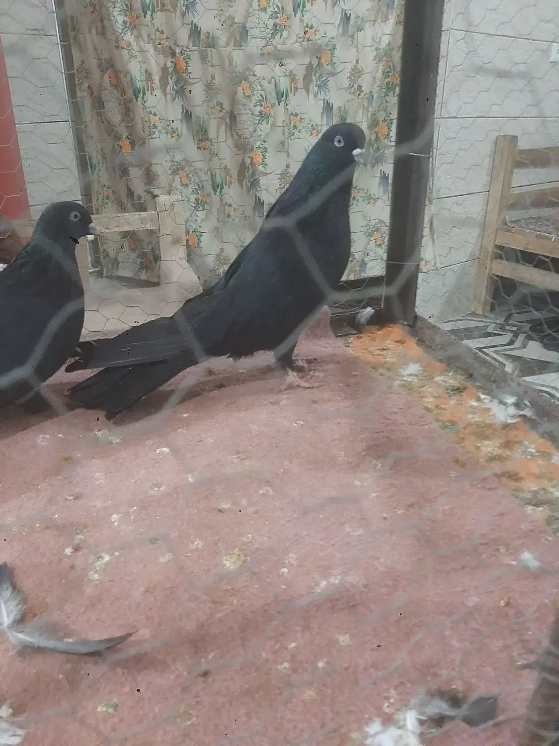 اگهی فروشی یک جفت کبوتر زینتی|پرنده|ایواوغلی, |دیوار