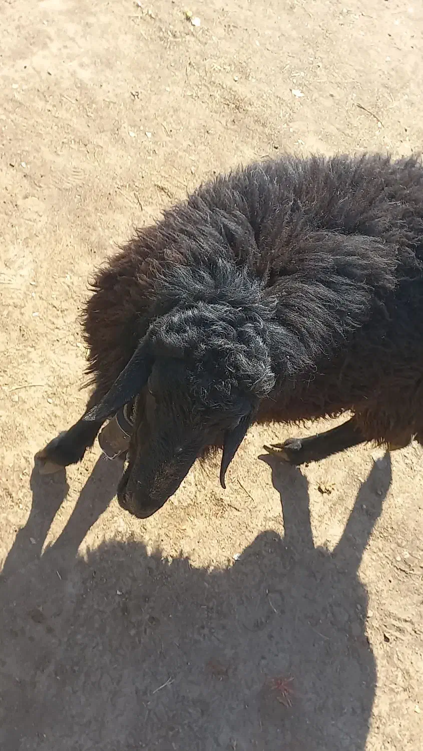 شیشک دودندان|حیوانات مزرعه|عطاملک, |دیوار