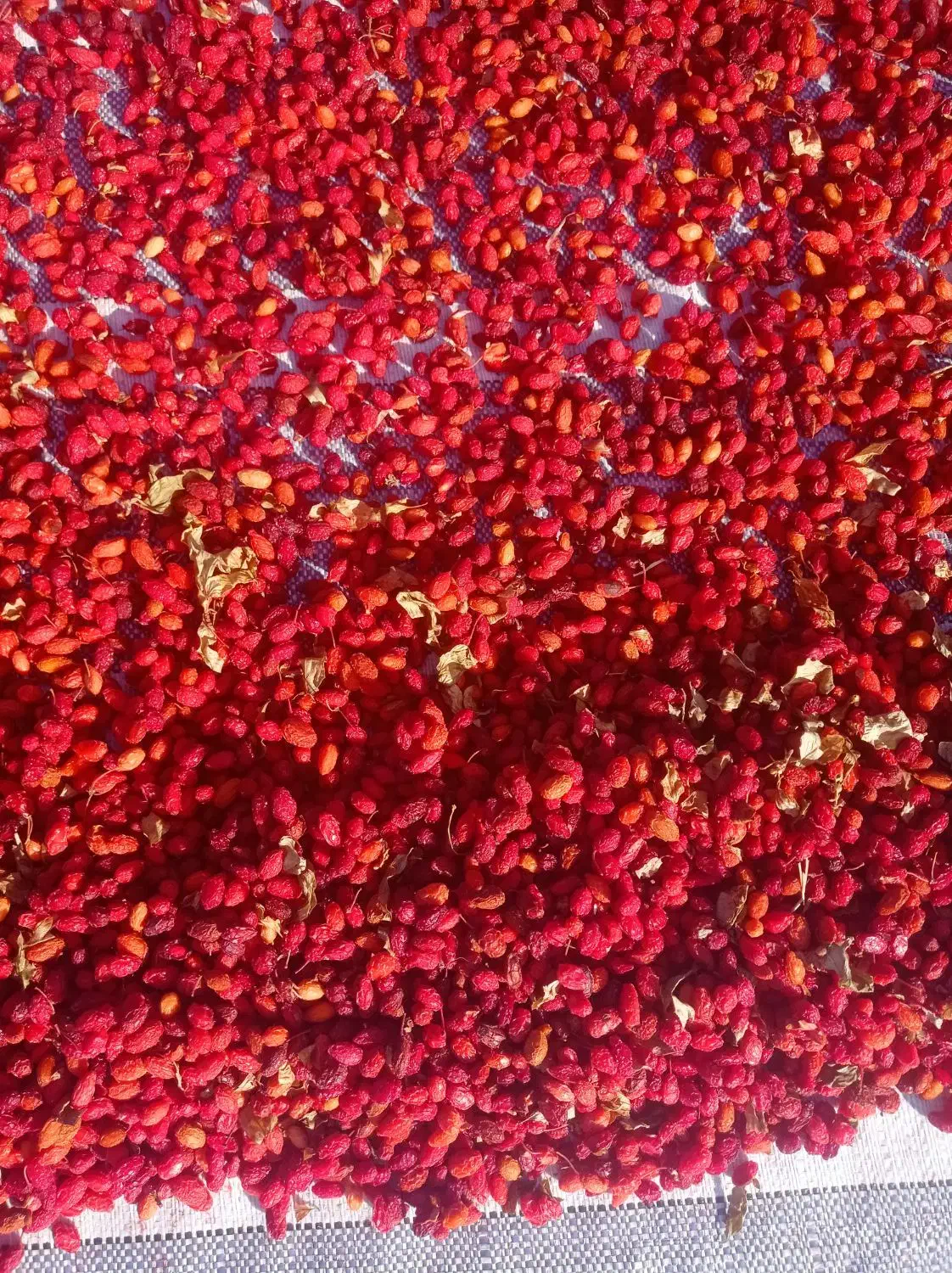 زغال‌اخته خشک  با هسته|عمده‌فروشی|جلفا, |دیوار