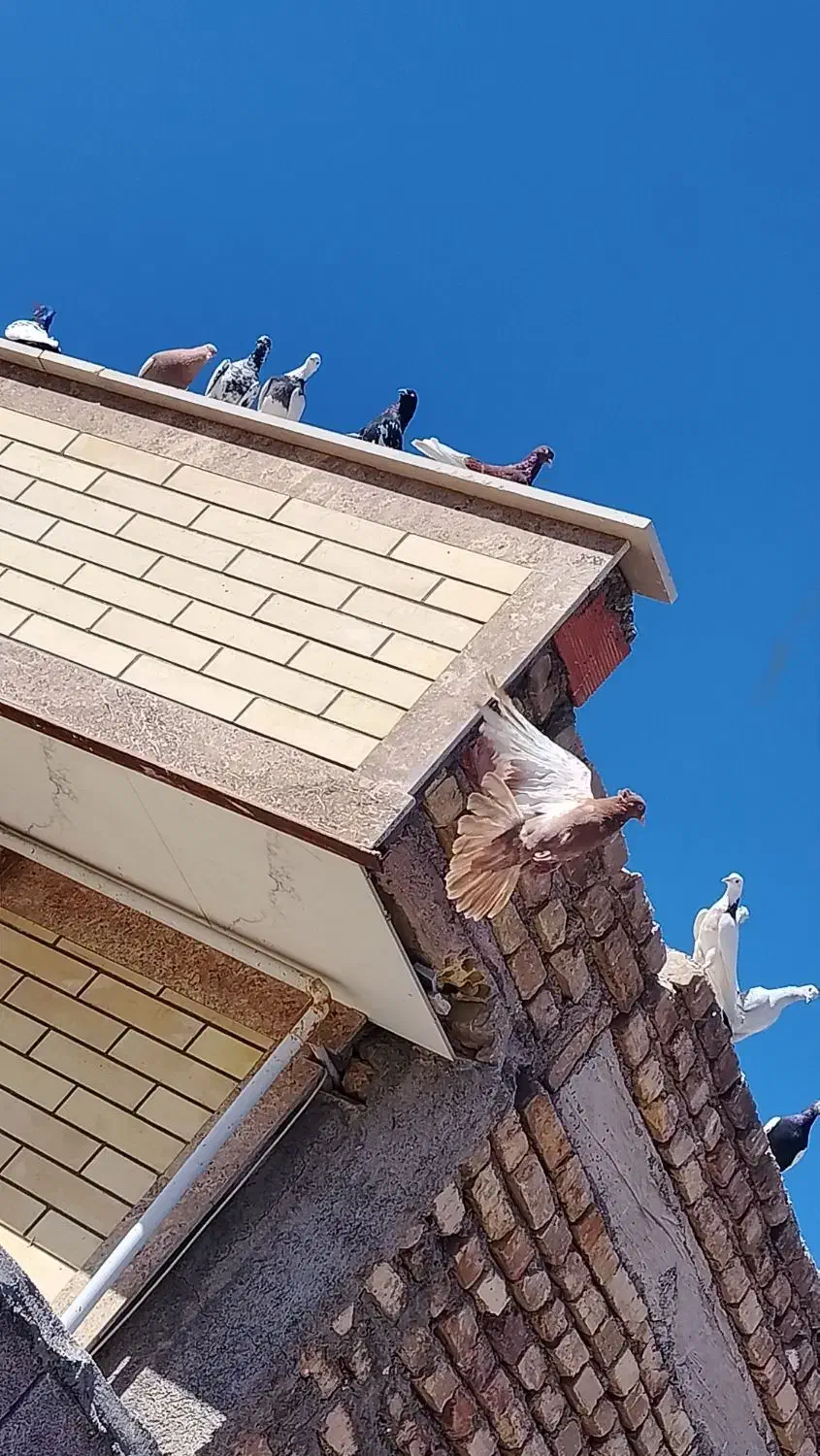 کفتر|پرنده|بردسیر, |دیوار