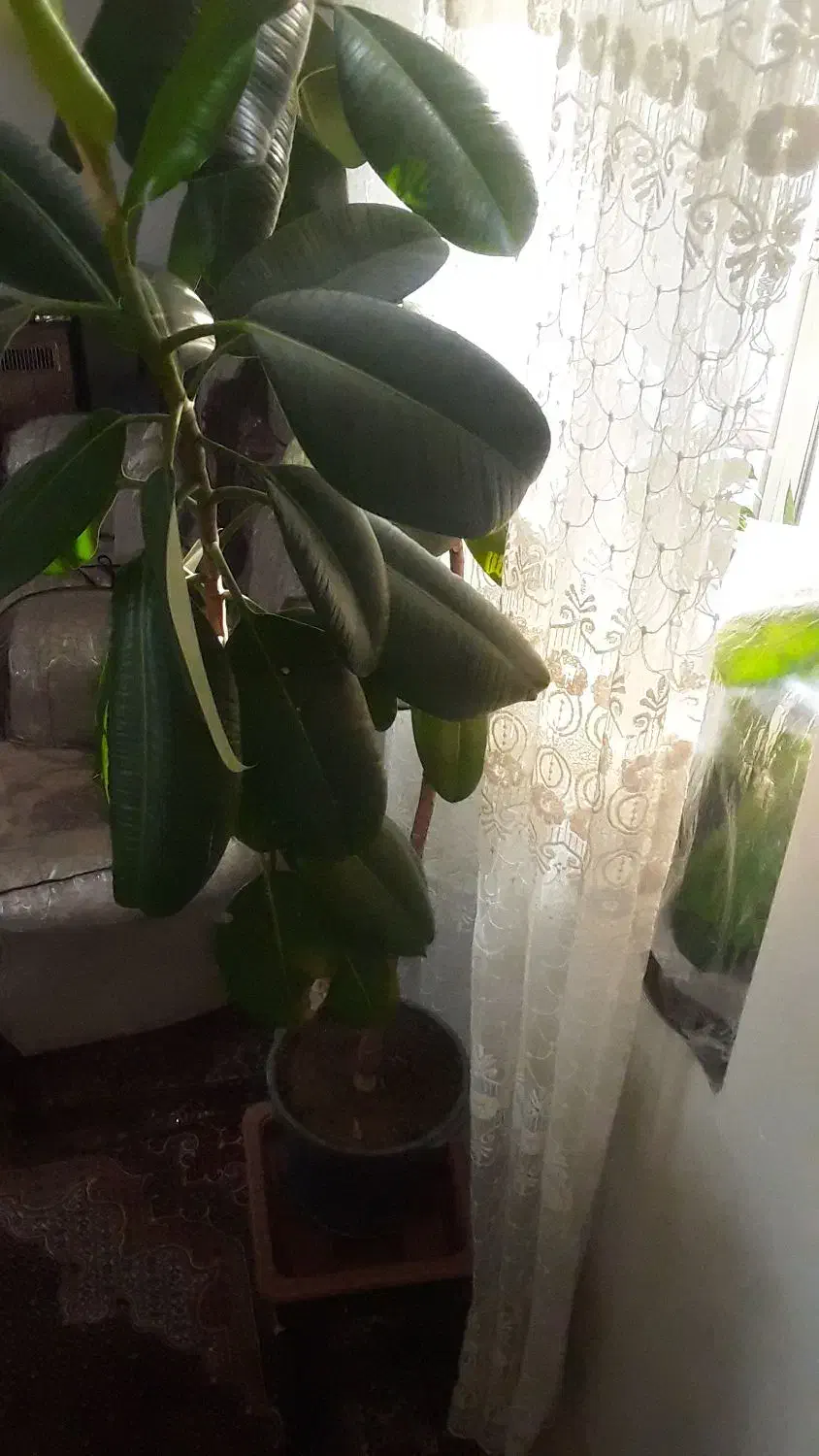 گل فیکوس|گل و گیاه طبیعی|ارومیه, |دیوار