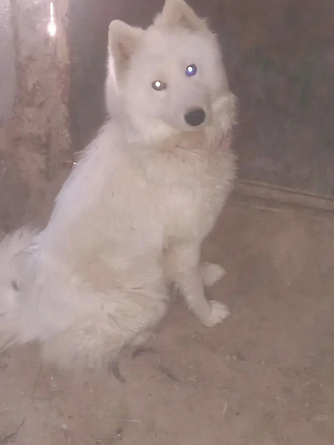 واگذاری هاسکی|سگ|جوادآباد, |دیوار