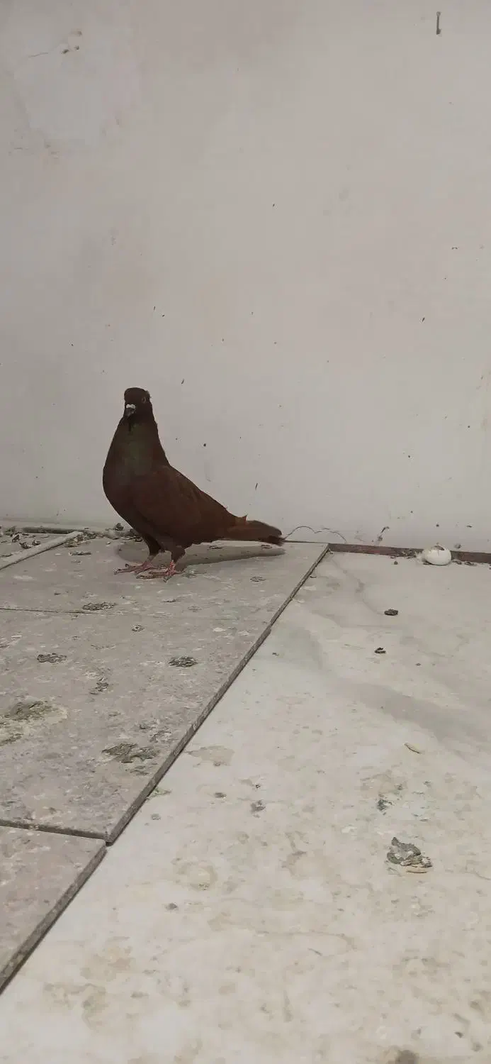 نر سرخ|پرنده|بروجرد, |دیوار