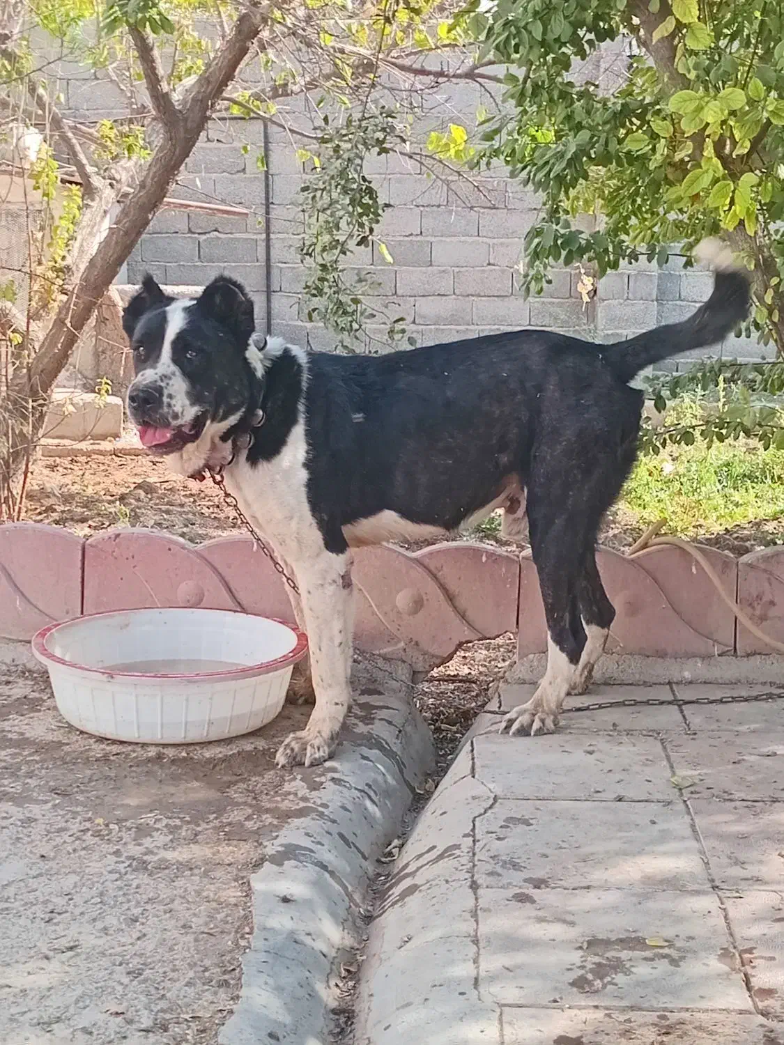 سگ نگهبان|سگ|احمدآبادمستوفی, |دیوار