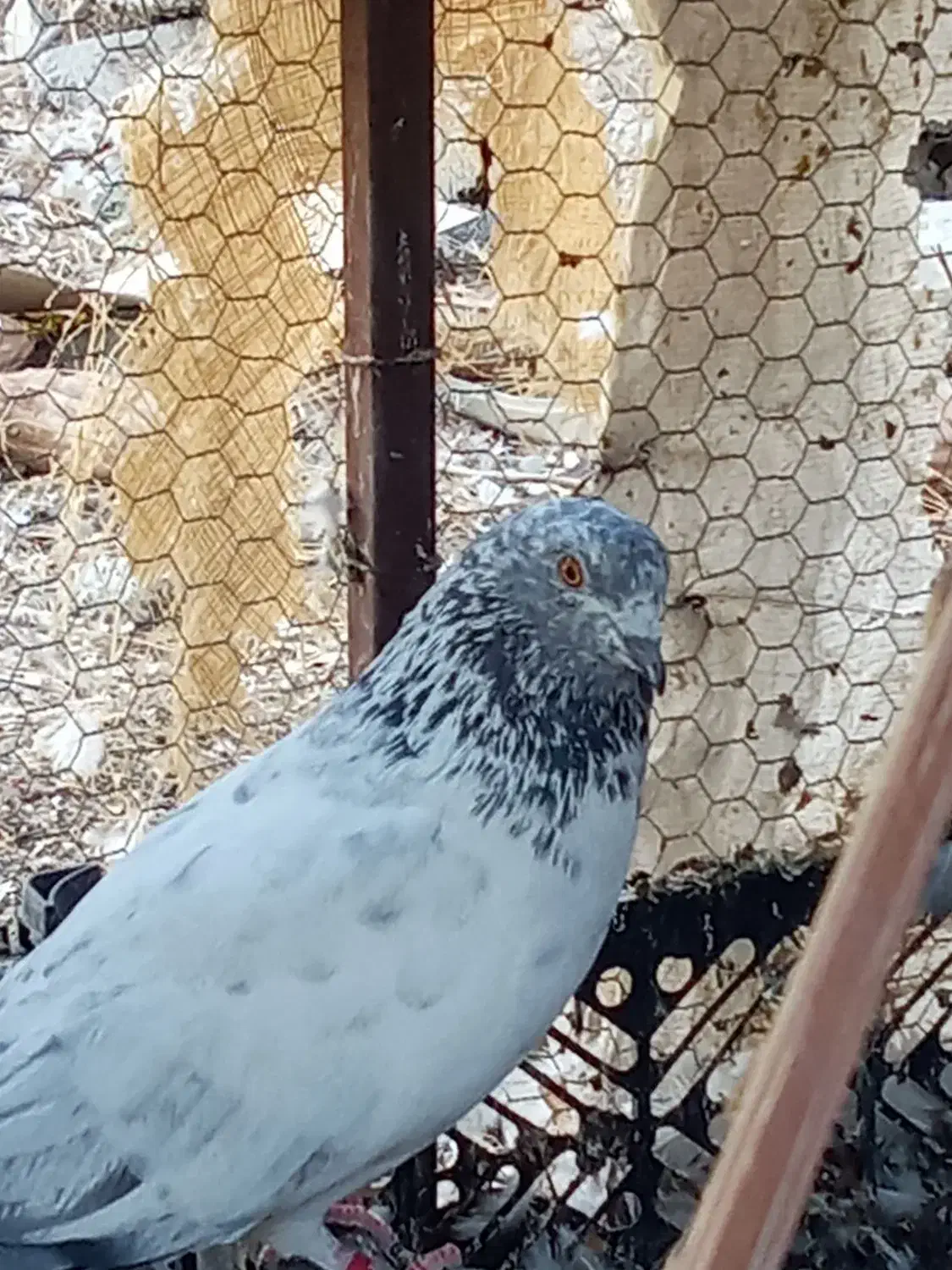 دوتا کفتر نر معامله با مرغ عشق|پرنده|ایرانشهر, |دیوار