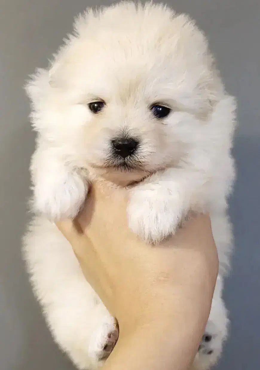 توله سگ پاپی پامر پامرانین عروسکی جیبی|سگ|اصفهان, خانه اصفهان|دیوار