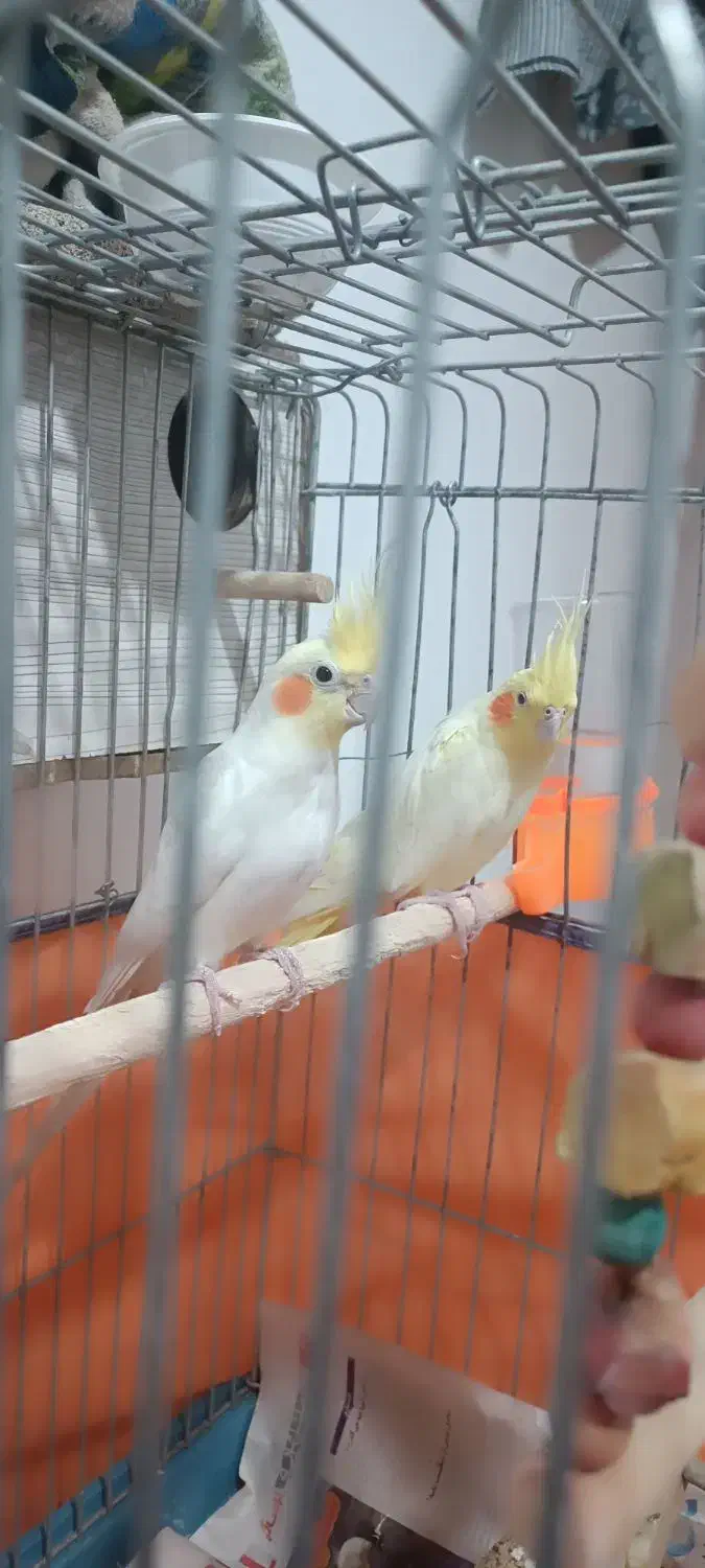 عروس هلندی نر و ماده|پرنده|دره شهر, |دیوار