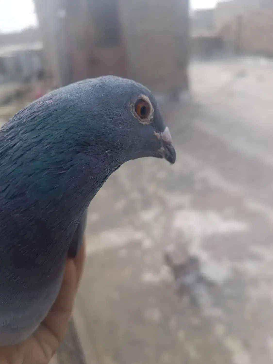 دوتا نر|پرنده|زابل, |دیوار