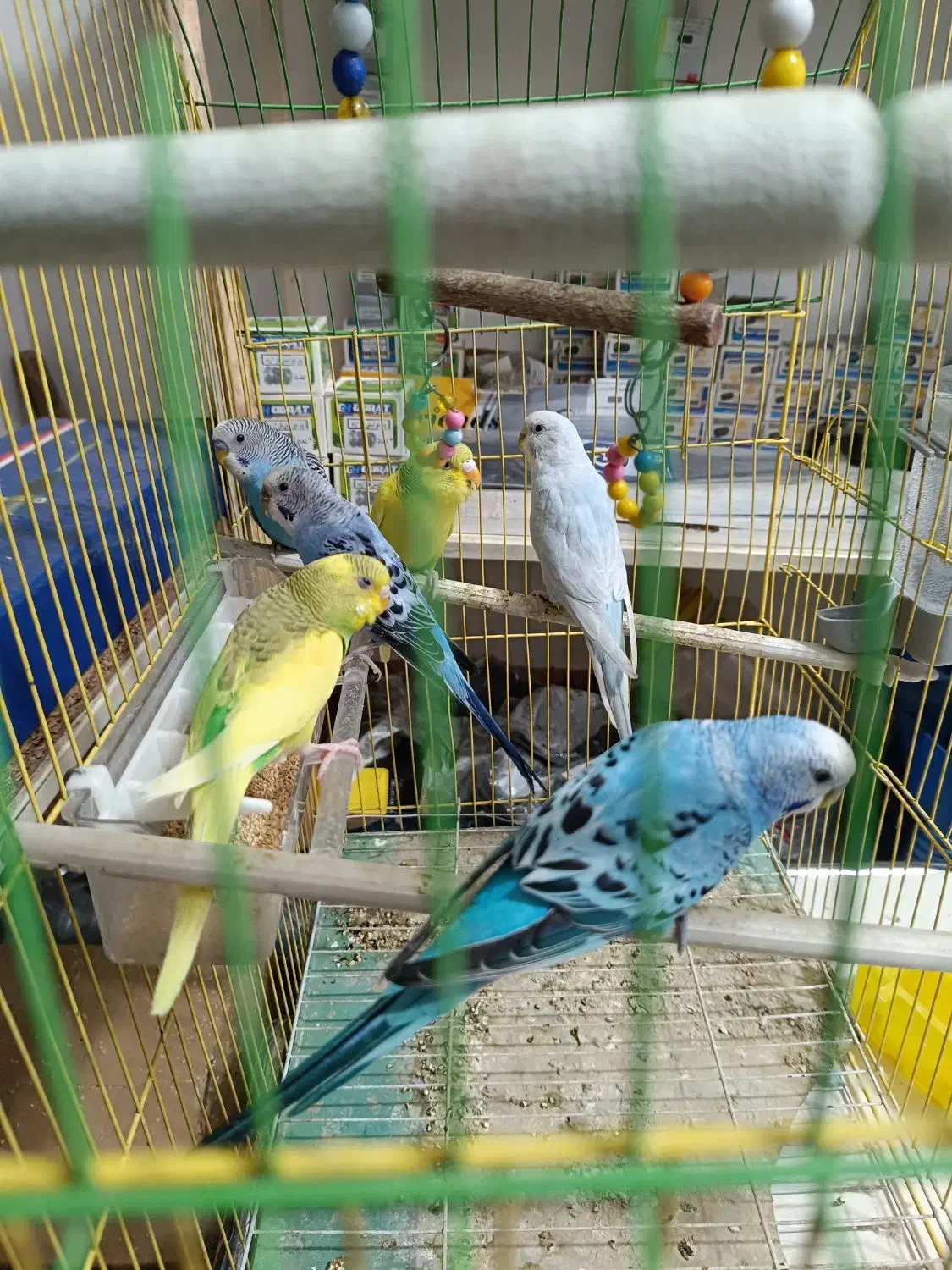 مرغ عشق|پرنده|نقده, |دیوار