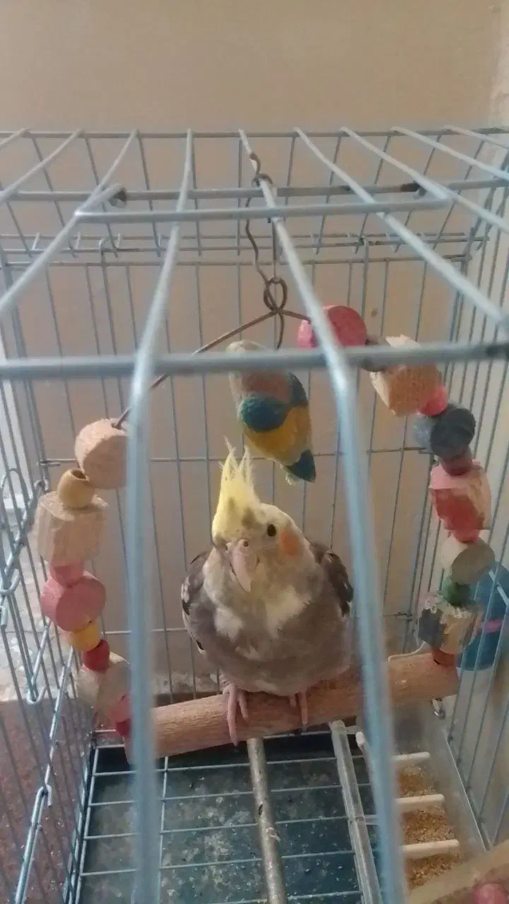 عروس هلندی نر سرحال|پرنده|علیآباد کتول, |دیوار