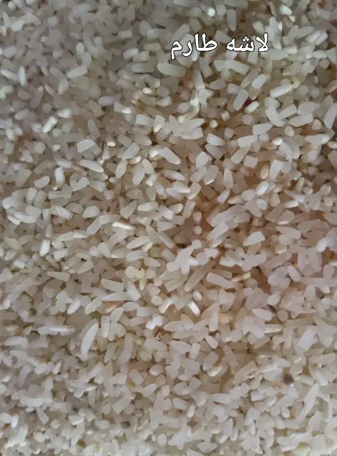 برنج فروشی استراباد|خوردنی و آشامیدنی|کاشمر, |دیوار