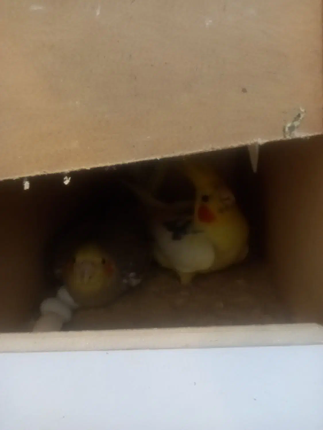 عروس هلندی وکوتوله بریزیلی|پرنده|آزادشهر, |دیوار