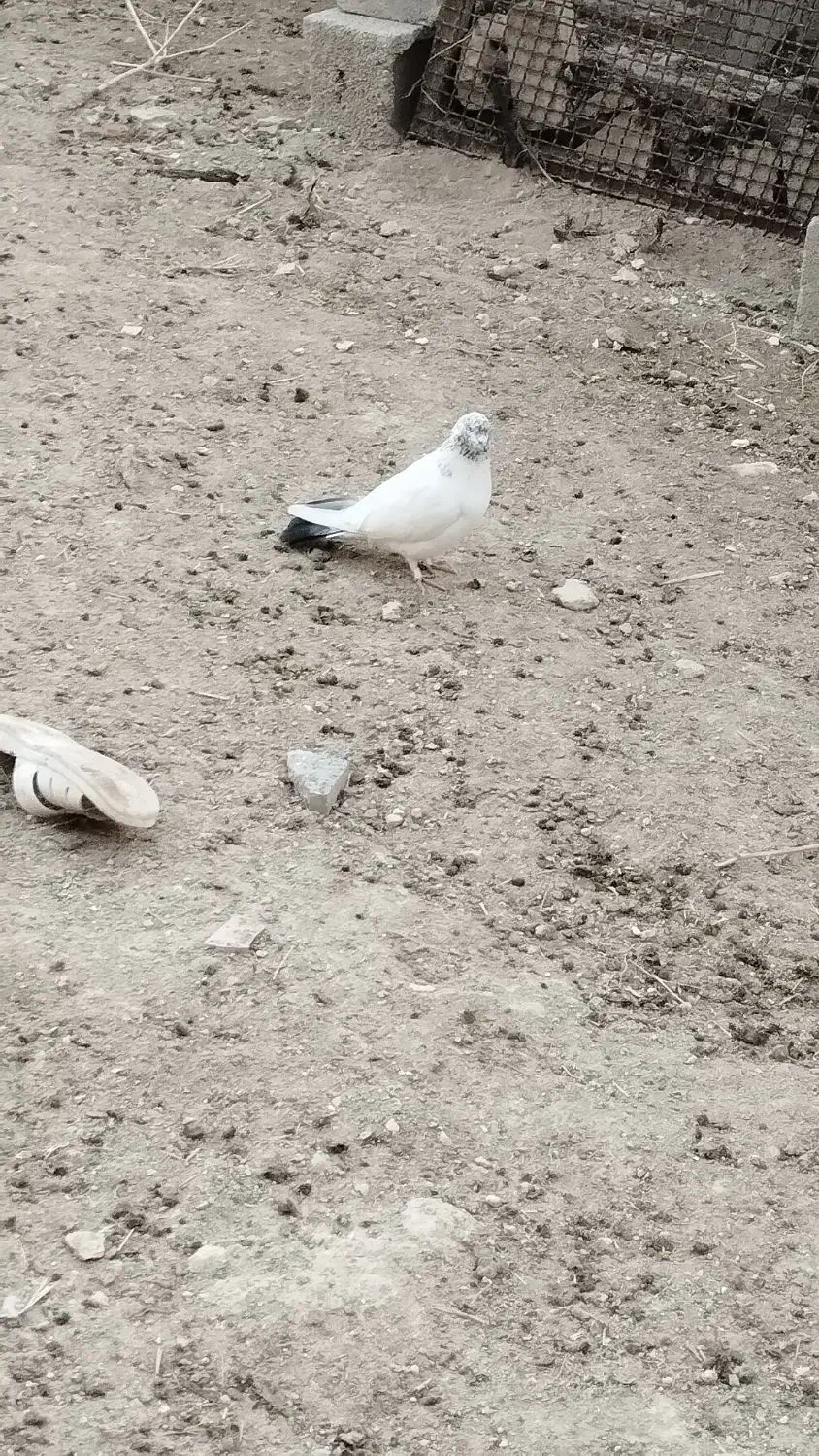 کفتر|پرنده|نورآباد, |دیوار