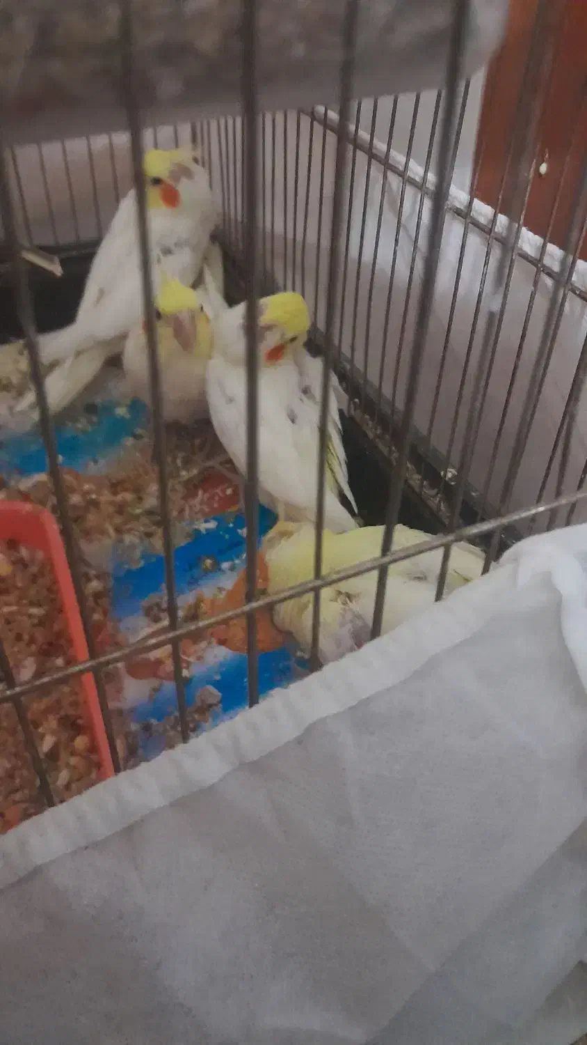 جوجه عروس هلندی|پرنده|چناران, |دیوار