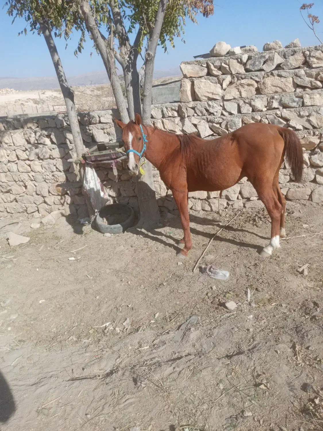 فروش اسب اصیل نجیب|اسب و تجهیزات اسب‌سواری|کوهدشت, |دیوار