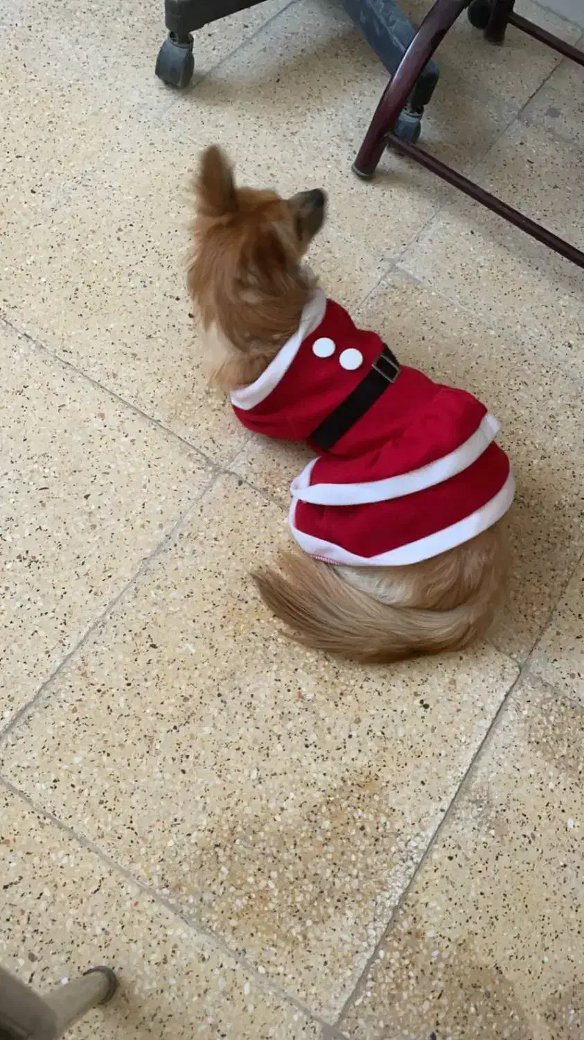 سگ گمشده|سگ|خمینی‌شهر, |دیوار