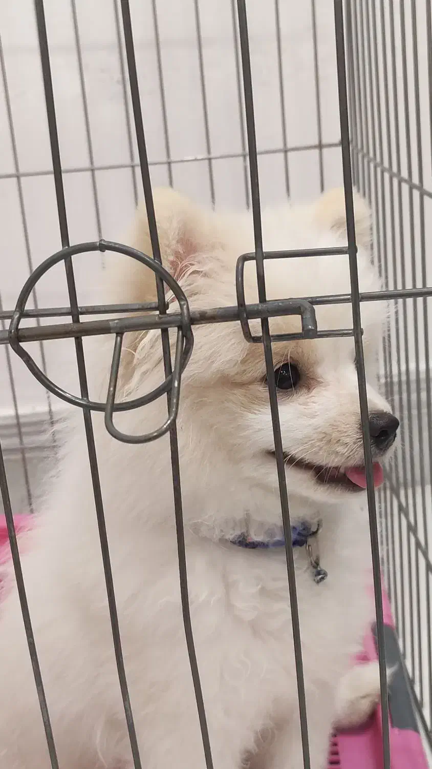 واگذاری پامر خرسی|سگ|مرودشت, ژیان|دیوار