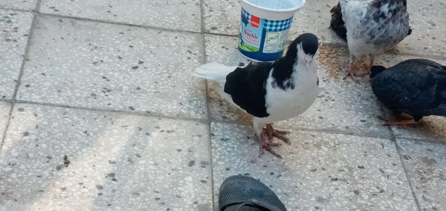 کفتر|پرنده|سبزوار, شرق کال جنوبی (شمس آبادی)|دیوار